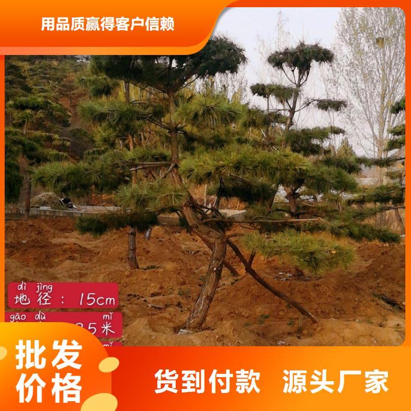 黑松、黑松生产厂家_大量现货