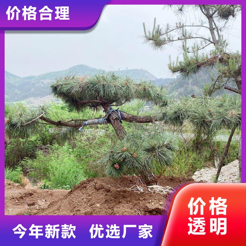 琼中县造型松-诚信经营