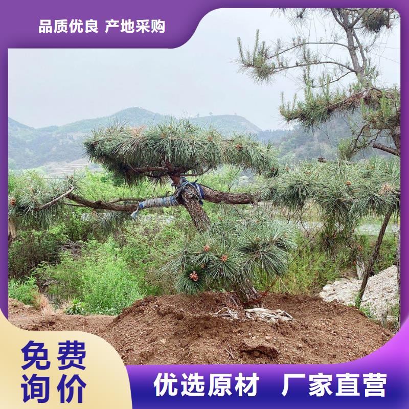 口碑好的泰山风景松厂