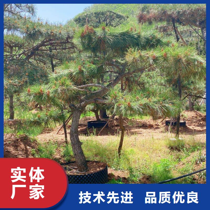  造型松款式多样