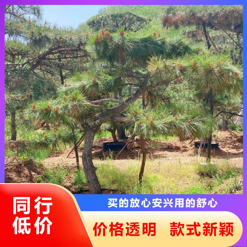 造型松好货促销