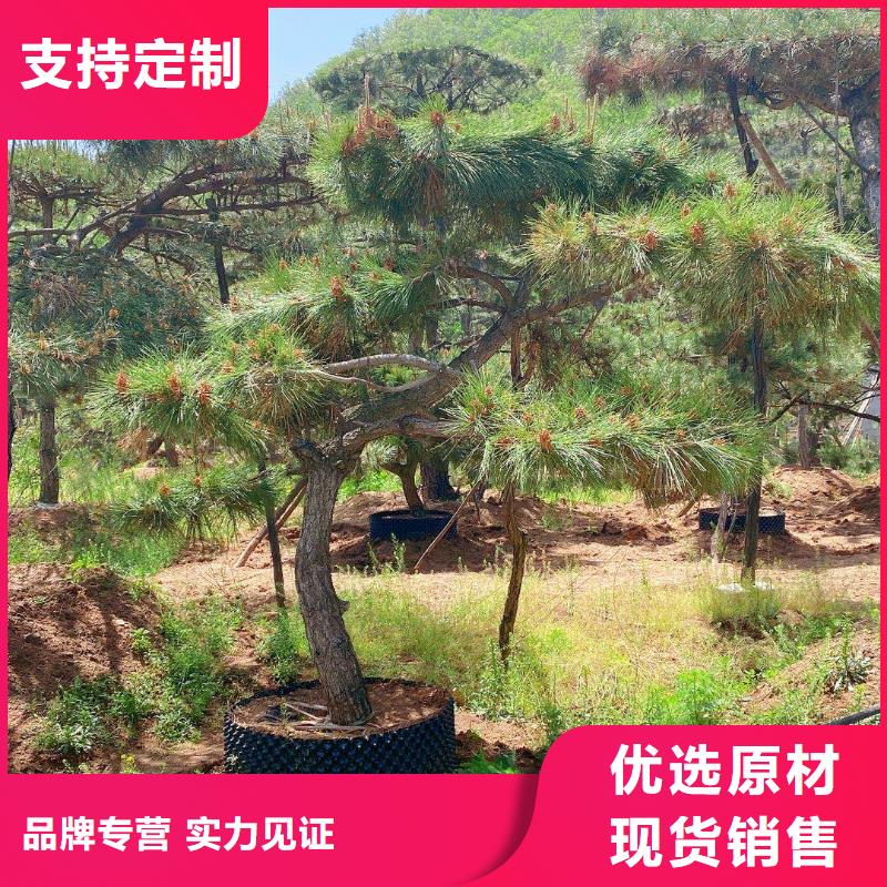 黑松大量供应厂家