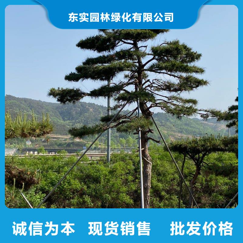 景观松批发-欢迎询价