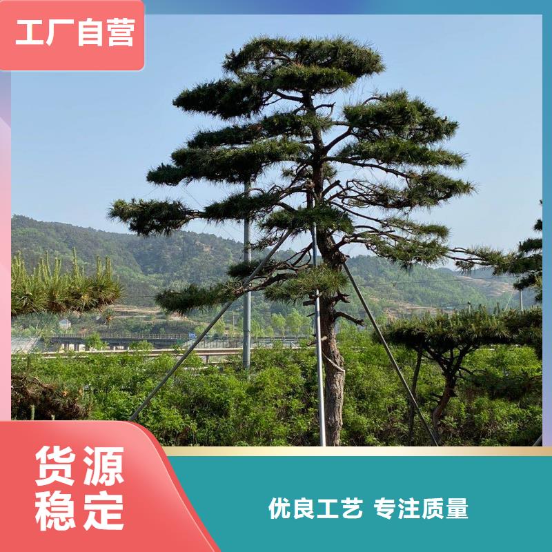 有现货的造型油松经销商