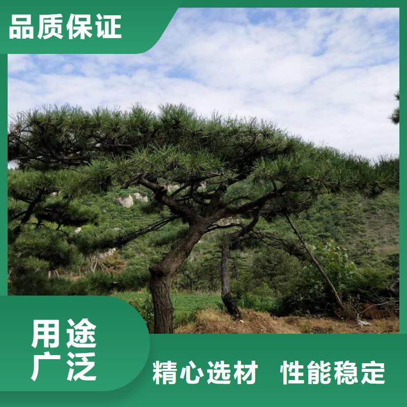 造型松全年低价
