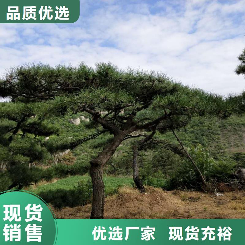 【优选】造型油松源头厂家