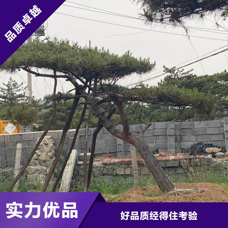 造型松免费回电