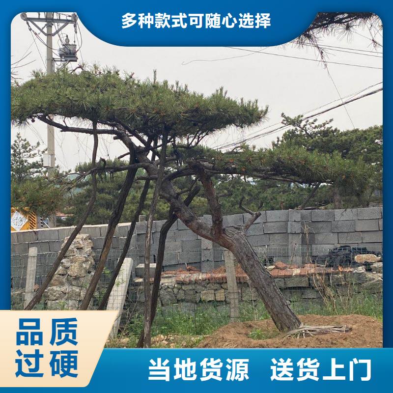 黑松本地正规大厂