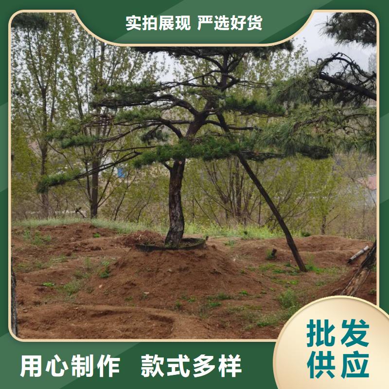 文昌市黑松质量好