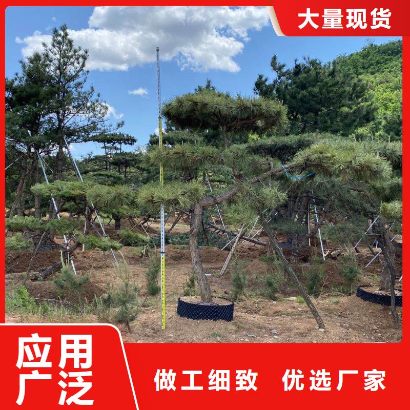 生产平顶松的厂家