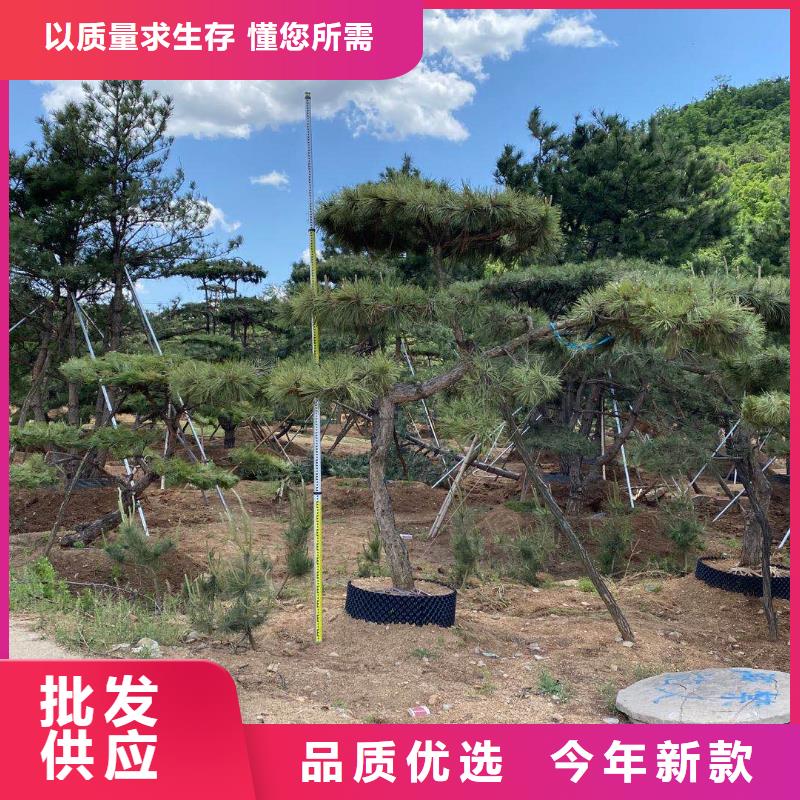 泰山风景松厂家数十年行业经验