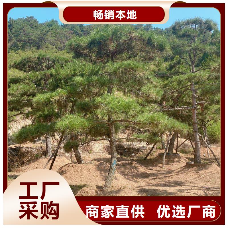  造型松款式多样