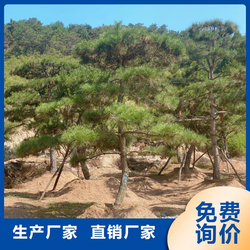 黑松厂家发货迅速