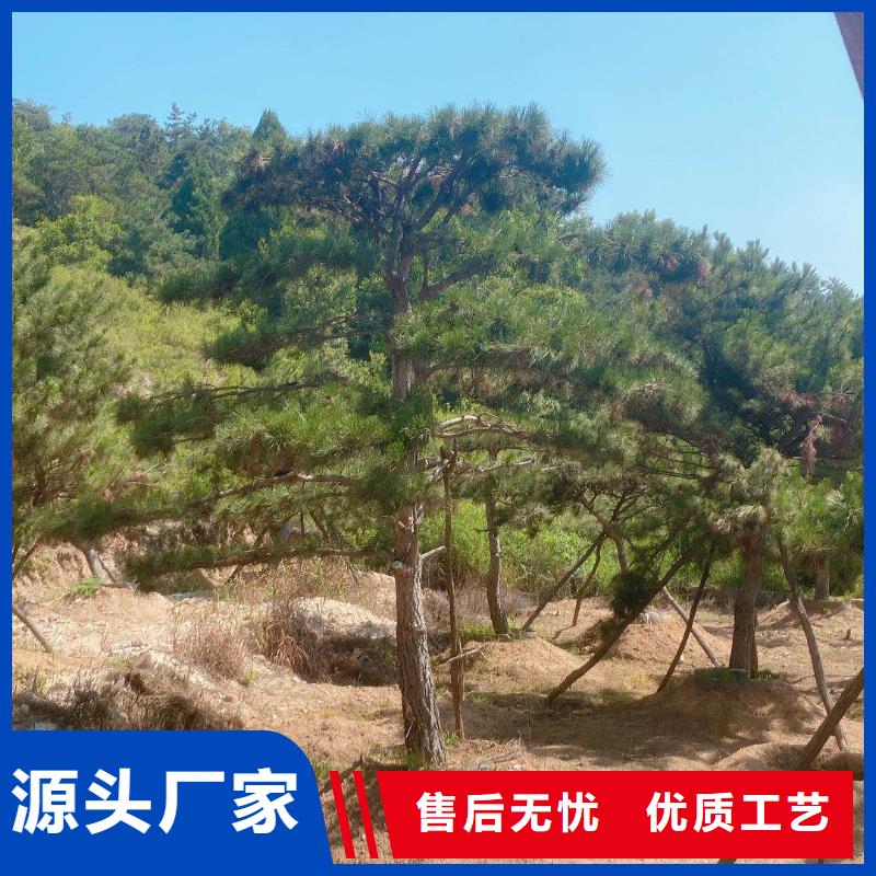 黑松厂家发货迅速