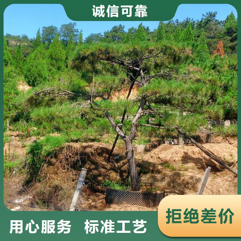 造型松自营品质有保障