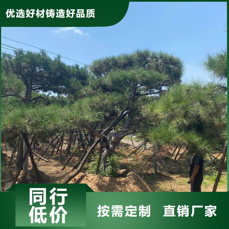黑松厂家发货迅速