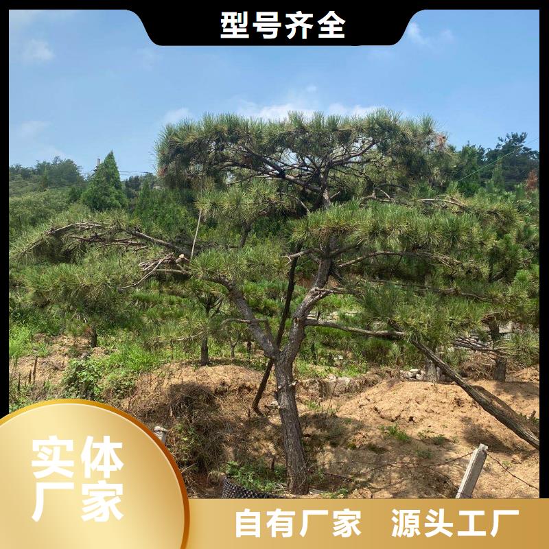 黑松厂家发货迅速