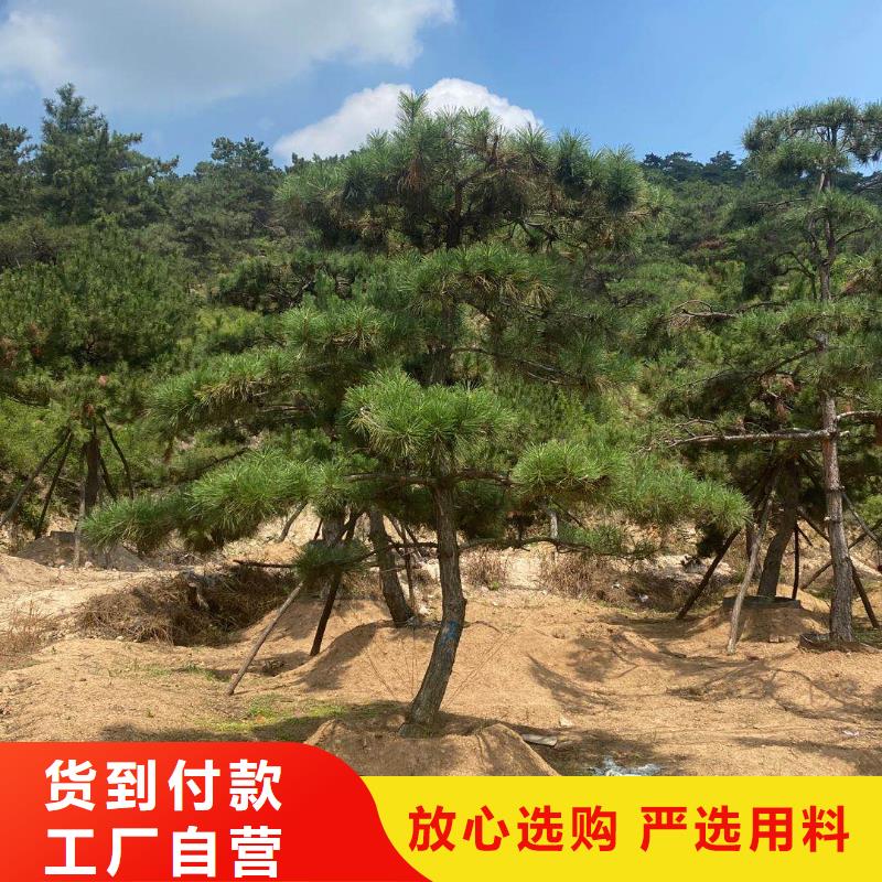 黑松厂家发货迅速