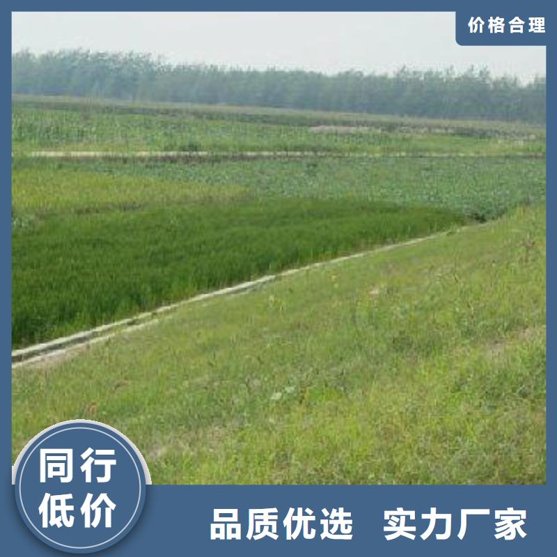 护坡三维植被网价格厂家直供