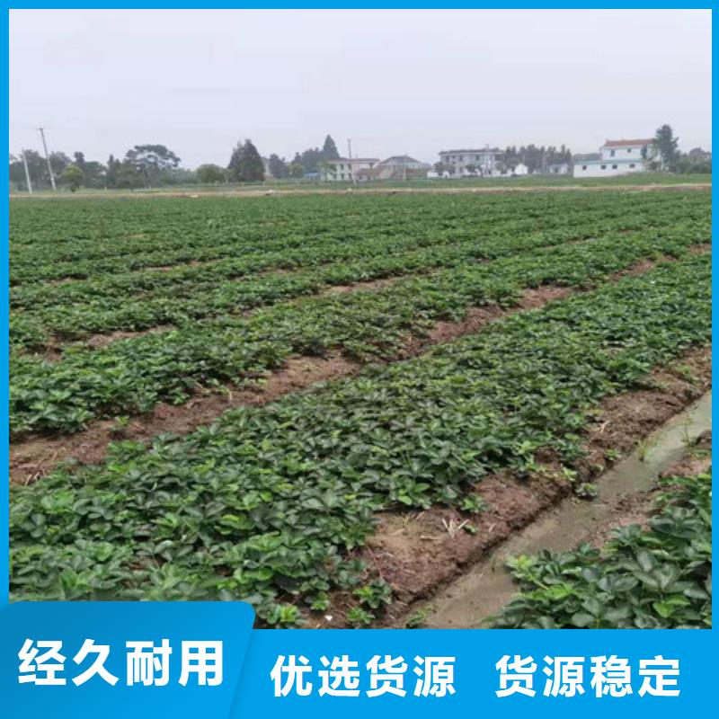 白雪草莓苗