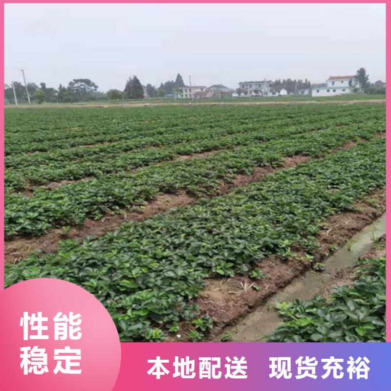 咖啡草莓苗一亩地利润
