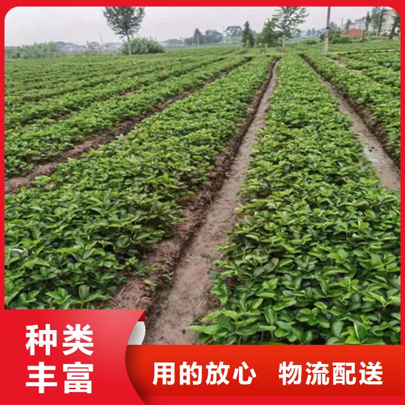 圣安德瑞斯草莓苗