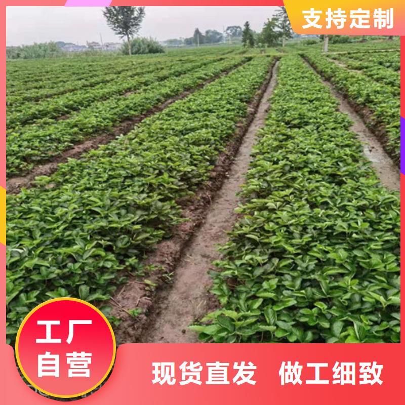 天使ae草莓苗