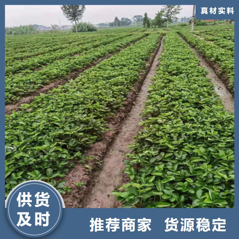 草莓苗市场报价