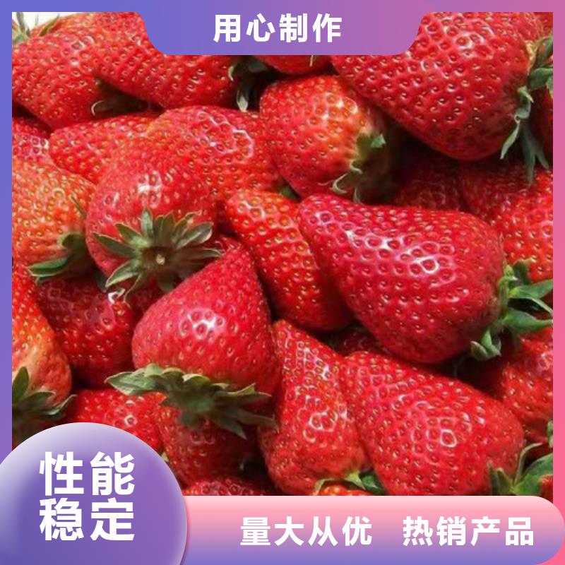 丽雪草莓苗