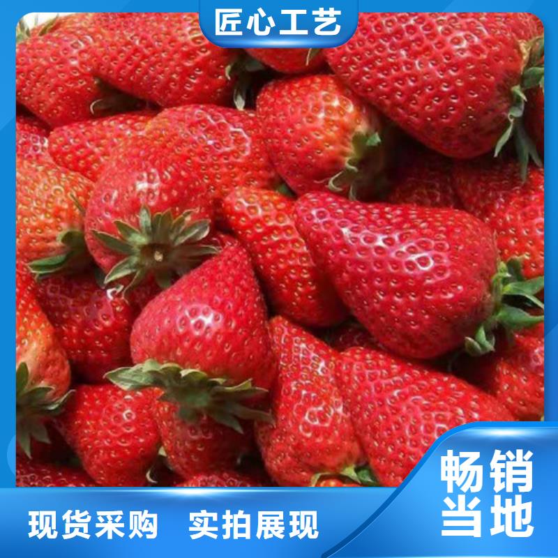 淡雪草莓苗