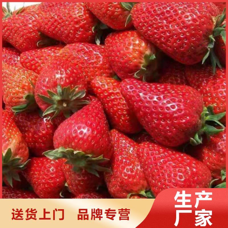 越秀草莓苗