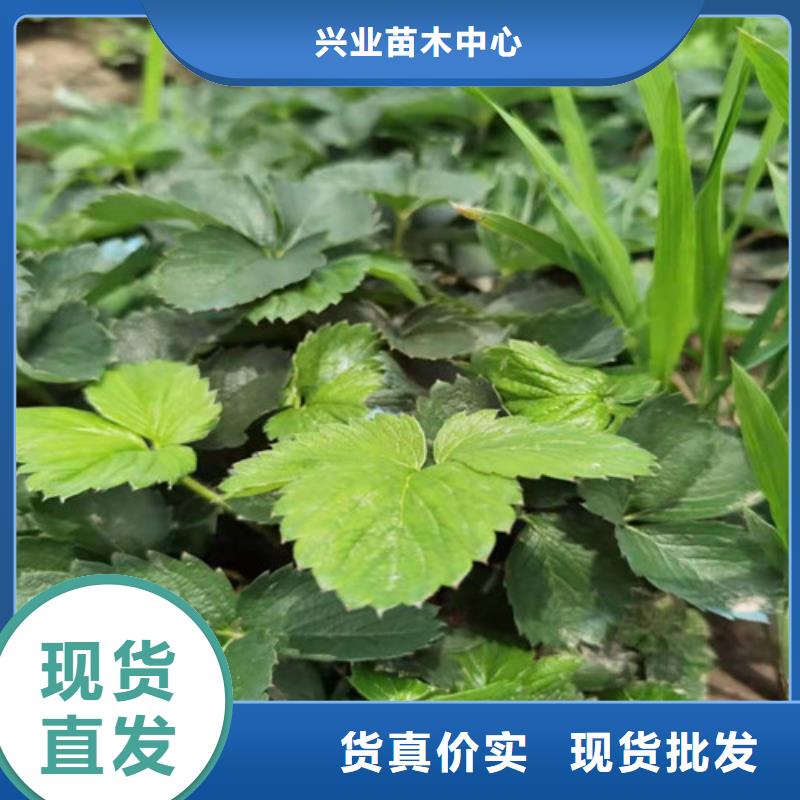 妙香7号草莓苗