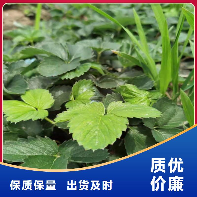 咖啡草莓苗