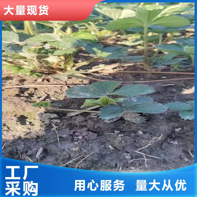 丽雪草莓苗