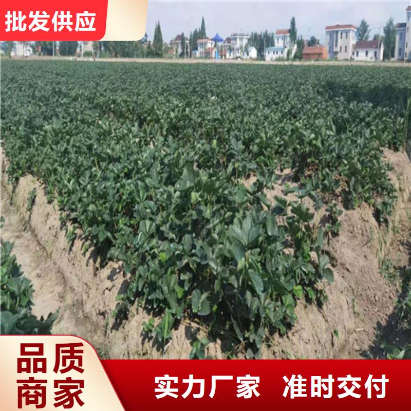 咖啡草莓苗