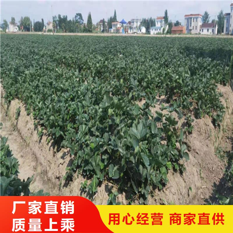 哈尼草莓苗