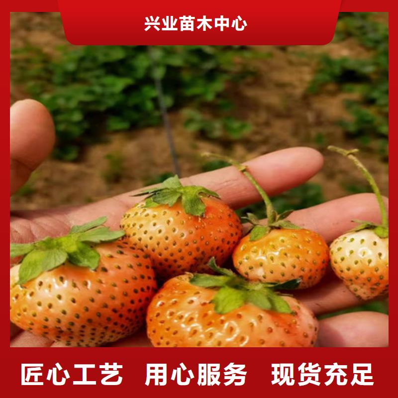 淡雪草莓苗