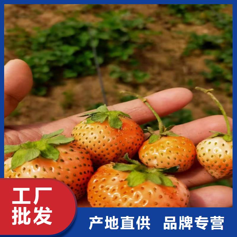 圣安德瑞斯草莓苗