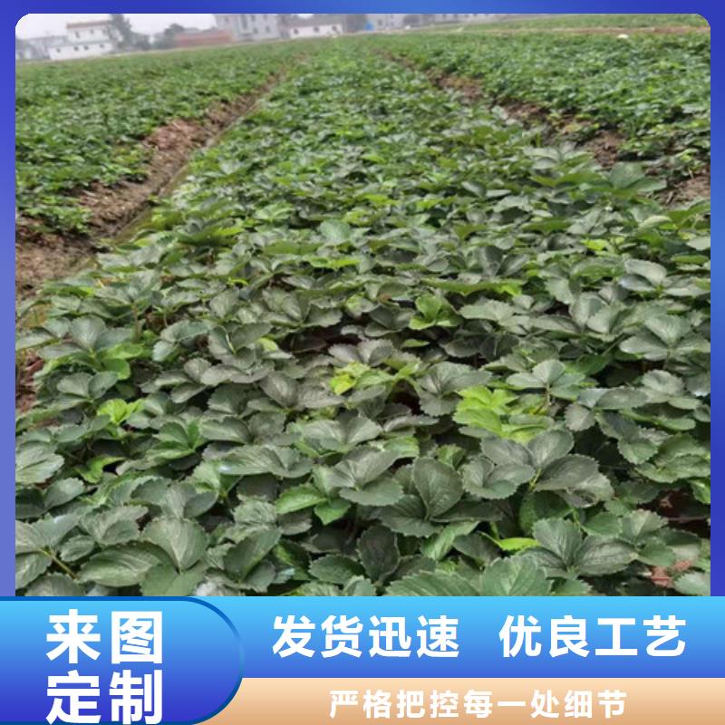 丽雪草莓苗