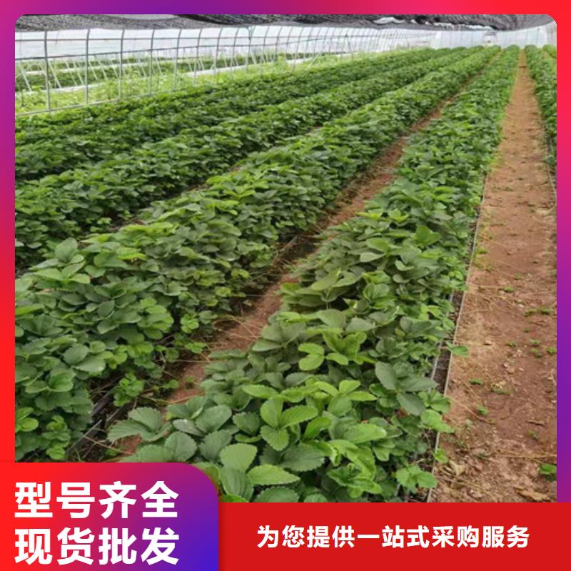 桃熏草莓苗