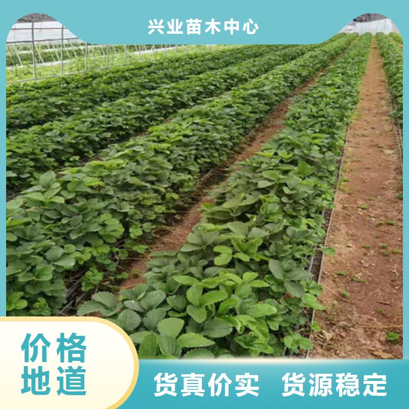 草莓苗市场报价
