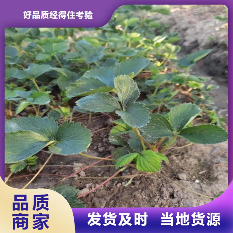 香野草莓苗