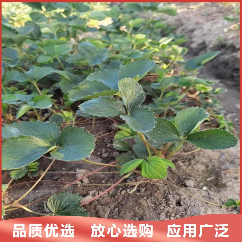 白雪公主草莓苗