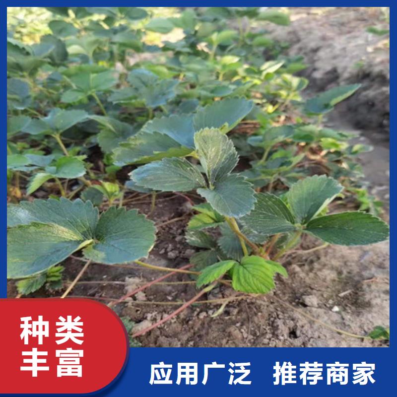 甜宝草莓苗