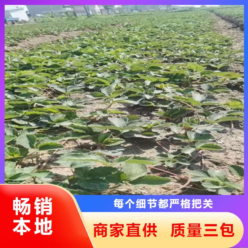 赛娃草莓苗
