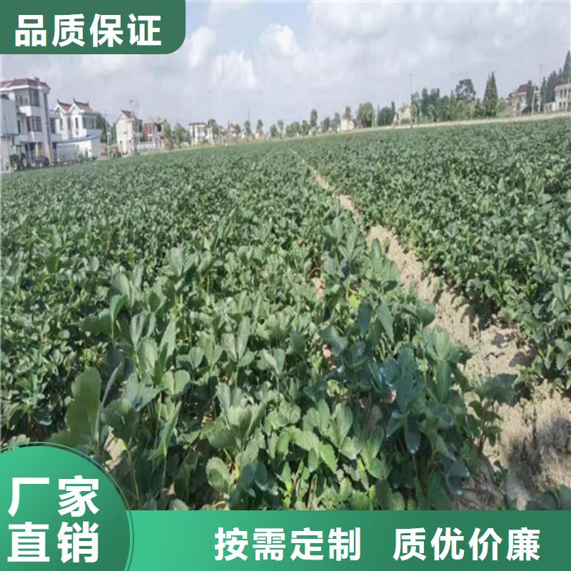 香蕉草莓苗
