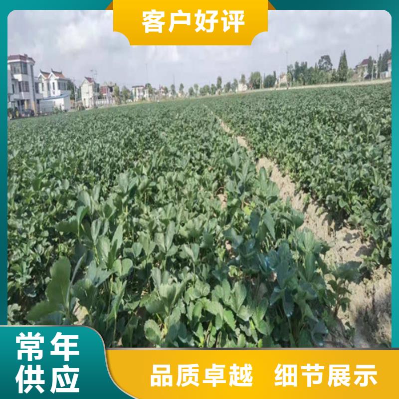 圣安德瑞斯草莓苗