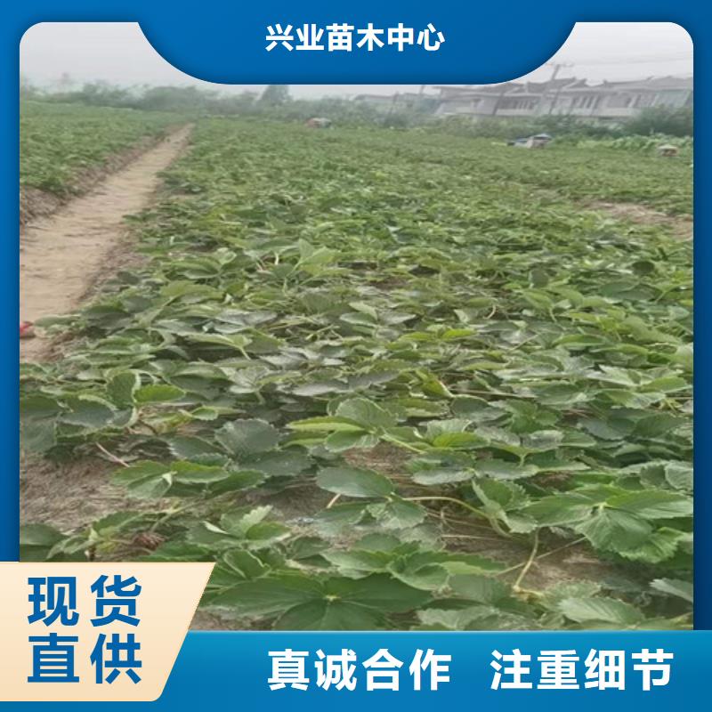 白雪公主草莓苗