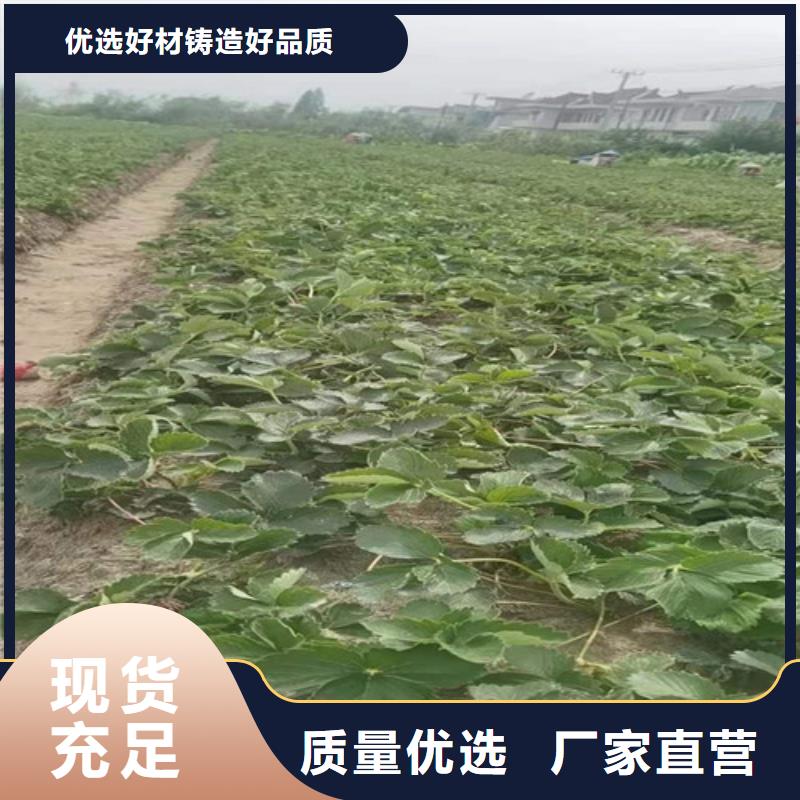 妙香7号草莓苗