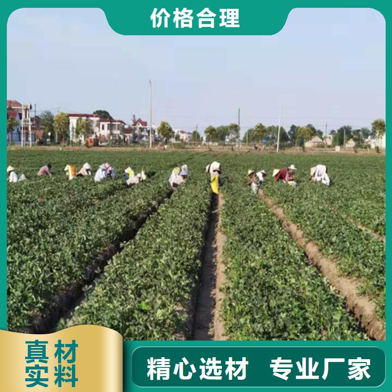 丽雪草莓苗